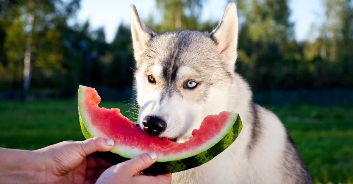 5 Healthy, Homemade Dog Treats for Summer